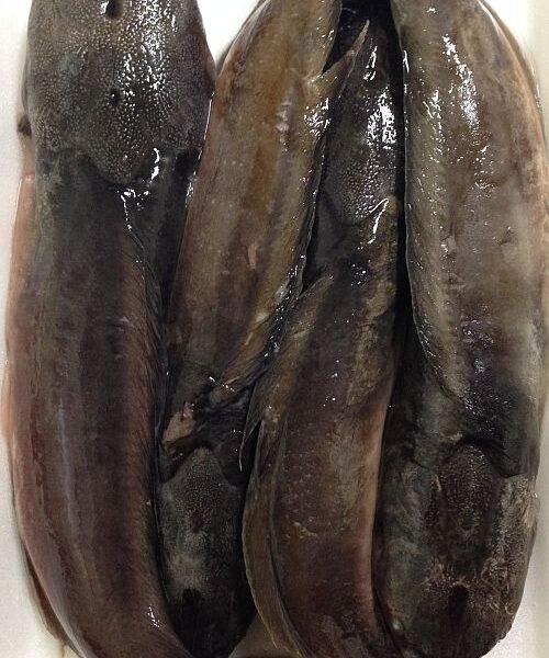 16%OFF】MAGUR WHOLE 500g / マグールホール（なまず
