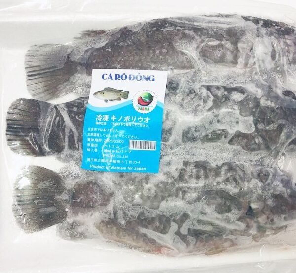 CLIMBING PERCH 500g / キノボリウオ