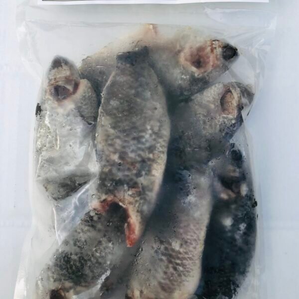 【9%OFF】KOI 1000g BD / コイ（キノボリウオ）