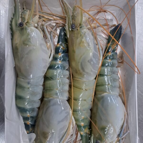 【8%OFF】SHRIMP 6-8 BD 500g(3-4p) /エビ 6-8 BD産500g(3-4p)